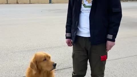 The funny things about golden retrievers should be handled by adults