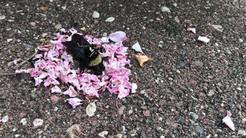 Ants Commemorate A Bee By Laying Flower Petals Around Its Body