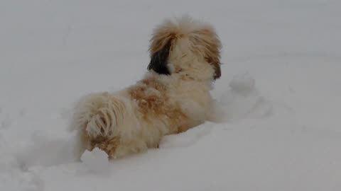 Rosie The Shihtzu Playing In The Snow