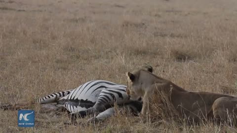 Amazing:Lion ambushes zebra