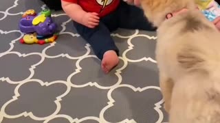 Baby Throws Ball At Dog