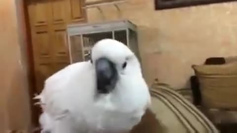 THE FUNNIEST PARROT 1