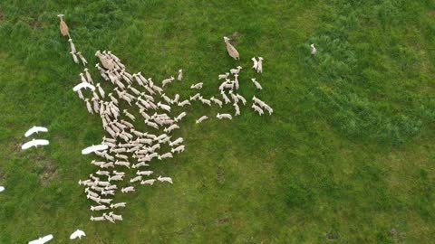 Aerial top shot over lambs and ewes grazed sheep in pasture France