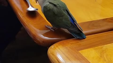 Funny Video The parrot playing with the spoon is beautiful and smart