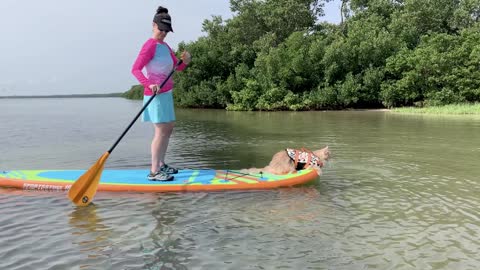Fluffy Kitty Paddleboards into the Weekend