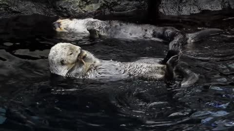 A Little Family Sea Otters Swimming