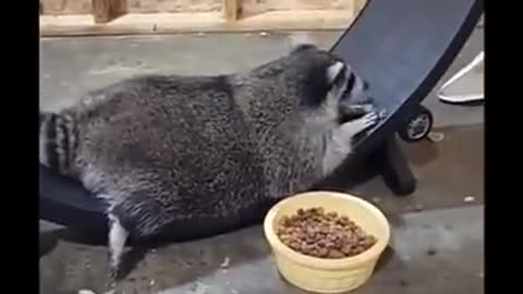 Chunky raccoon