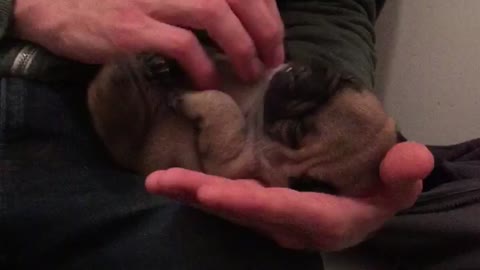 Baby French Bulldog loves belly tickles..