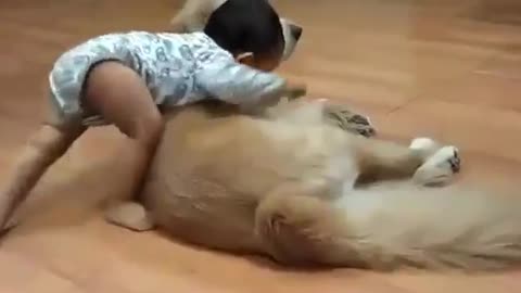 Dog vs Baby fights