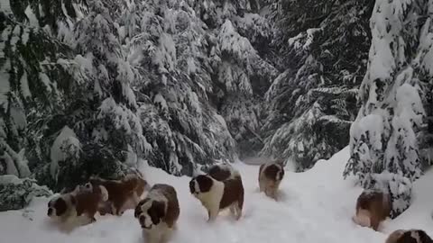 dogs love to play with snow