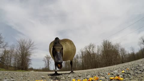 Amigable ganso encontrado en una ruta campestre