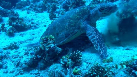 Hawksbill sea turtle in the Red Sea 5