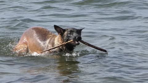 Cute malinois // cute malinois best moments in water