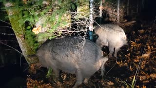 Pigs Scared of Sasquatch in the Woods