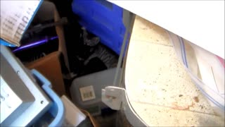 Cute Kittens Sleeping In Garage