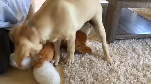 Cute Labrador Dog Playing Puppy