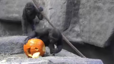 Animals celebrate Halloween