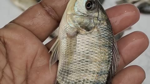 mostpopular tilapia fish video in fish market#shorts