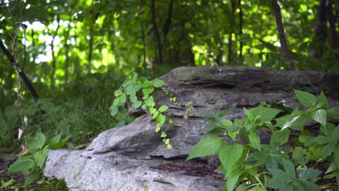 Small chipmunk on stone. Striped rodent of family squirrel