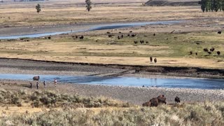 Bison Stampede in Yellowstone