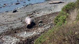 Elephant Seal near San Simeon California