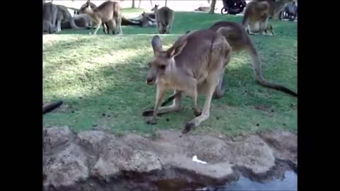 Cutest Baby Kangaroos Compilation