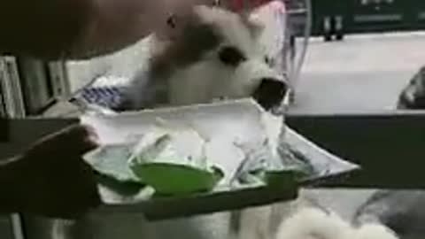 Dog feeding food