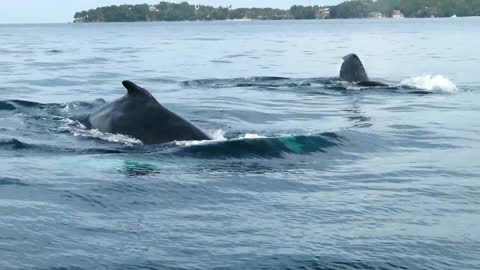 4 Humpback whales who swam right across the bow of our boat in the Pearl Islands