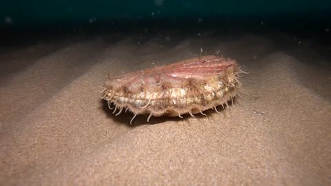 'Sneezing' Scallop Sprays Sand Across Seabed