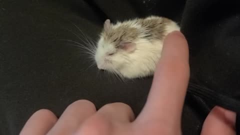 Petting my cute little hamster