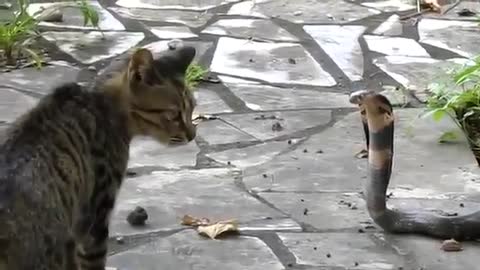 cobra vs cats
