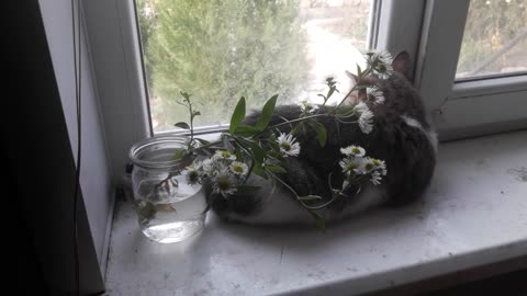 Wild chamomile in the house