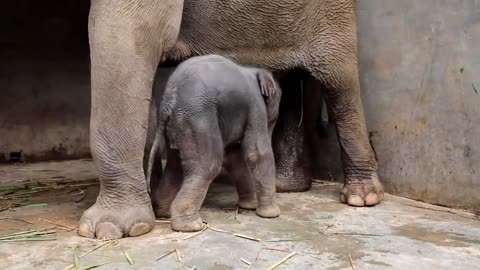 Cute baby elephant1