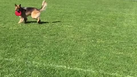 German Shepherd Is Running At A Butterfly