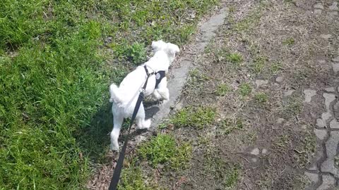 Dog walking in the grass (Maltese)