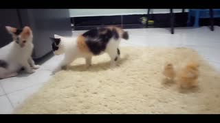 two Cute kittens ignore two chics