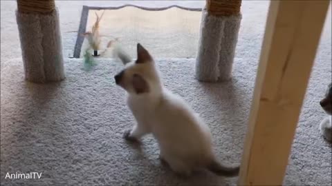 Siamese Kittens Playing - Cute Compilation1
