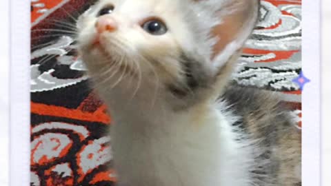 Cute Stray Kittens For Adoption (KL Selangor Malaysia)