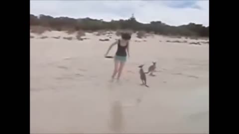 Funniest baby kangaroos videos caught on camera!!