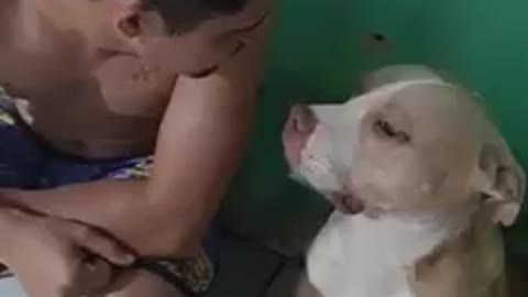 pitbull getting scolded