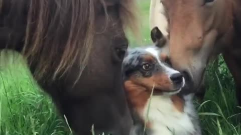 Herding dog spends quality time with horses