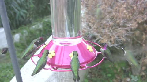 Humming Hummingbirds!
