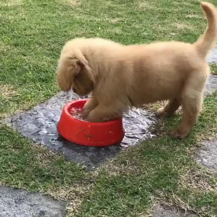 6 Reasons Your Dog Digs in Her Water Bowl — and How to Make Her