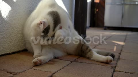 Cat cleaning itself in the shade from a low angle