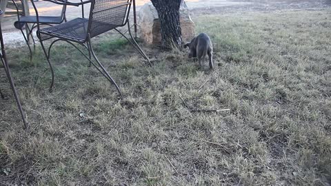 Cute Blue Lacy puppy playing with a stick