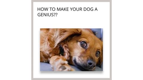 How to make your dog a genius?