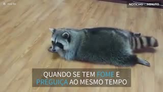 Guloso e preguisoço! Guaxinim se arrasta para alcançar comida