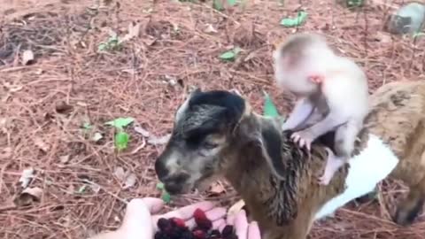 Goat Has A Monkey Riding On Him & Comes Out For Treats