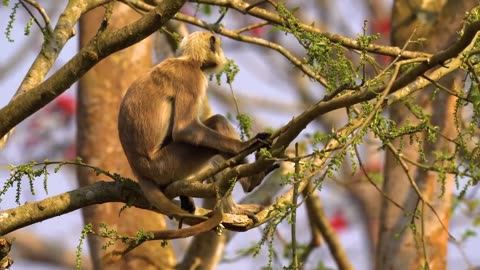 ANIMAL SOUNDS: Amazing Cute Animals 8K VIDEO ULTRA