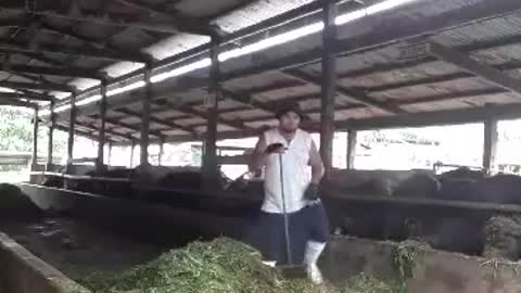 Feeding Cow's Today